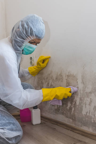 Best Residential Mold Inspection & Testing  in Commack, NY