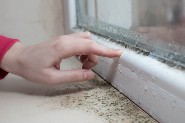Best Crawl Space Mold Remediation  in Commack, NY